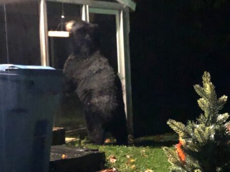 Hand-Carved Wooden Bear Sculpture